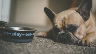 Hond, honden, eten, voedsel, allergie, voedselallergie