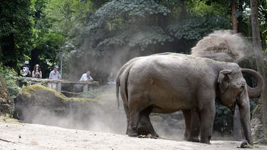 Eenzame olifant in Burgers' Zoo krijgt gezelschap