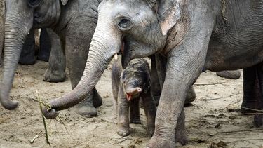 In dierenpark Wildlands is een olifantje geboren. Het ongeveer 100 kilo zware mannetje heeft de naam Mauk gekregen. / ANP