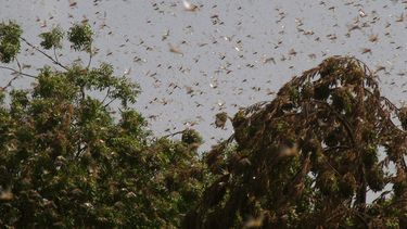 Op deze foto zie je een sprinkhanen plaag in Pakistan zwermen