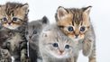 Een kattenfoto met vier jonge kittens