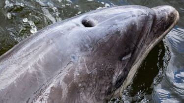 Twee dolfijnen aangespoeld