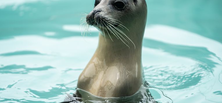 Zeehondencentrum Pieterburen dreigt failliet te gaan