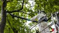 Het aantal eikenprocessierupsen is verdriedubbeld