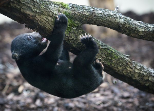 Lief! Eerste stapjes Maleise beertjes Burgers’ Zoo