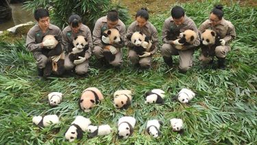 Nog nooit zoveel panda’s geboren in China