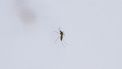 Muggen in het lab van de Wageningen Universiteit mug insect beet muggenbult