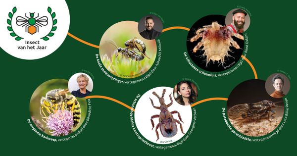 insect van het jaar