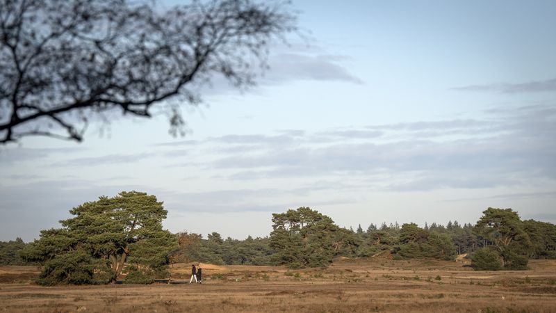 Nederland doet nog te weinig om natuur echt te verbeteren: stikstof daalt niet genoeg