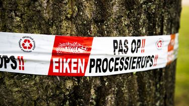 De eikenprocessierups, die honderdduizenden piepkleine brandharen op zijn rug heeft, kan bij mensen leiden tot jeuk, huiduitslag en irritaties aan de ogen en luchtwegen.