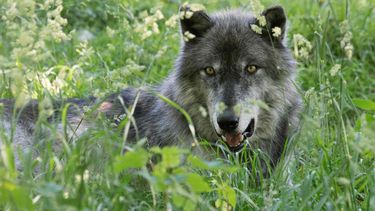 Wolf op Veluwe gespot, landelijk wolvenplan gestart