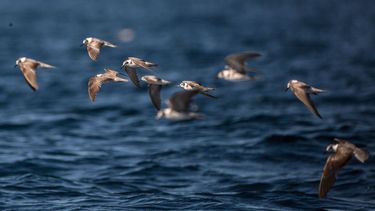 Pijlstormvogels