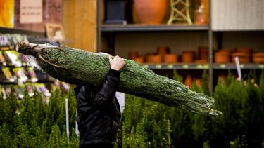 Kwekers verwachten groei verkoop kerstbomen / ANP