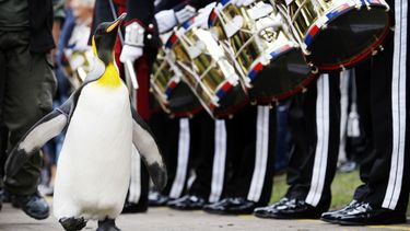 Noorse leger benoemt pinguïn tot generaal