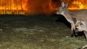Een kangoeroe probeert te ontsnappen aan de bosbranden