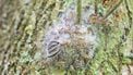 eikenprocessierups, rups, gezondheid, waarschuwing, insecten