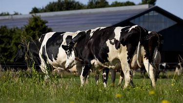 SOEST - Koeien lopen richting de stal waar zonnepanelen op het dak liggen op een duurzame boerderij die levert aan zuilvelcooperatie FrieslandCampina. ANP ROBIN VAN LONKHUIJSEN