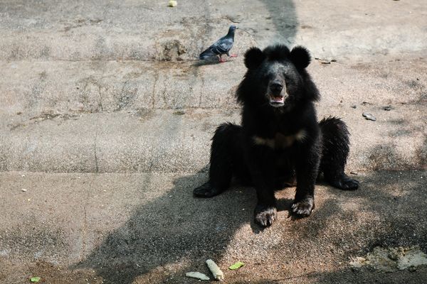 Een foto van een zwarte beer.