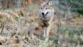 Wolf loopt door Veenendaal en Bennekom