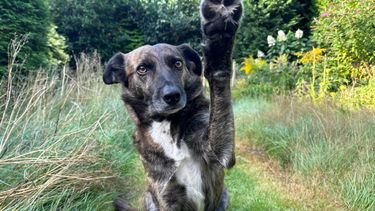 Veel mensen vergeten om iets voor hun hond te regelen, wanneer je komt te overlijden.