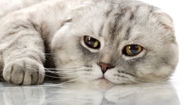 Dierenasiels waarschuwen voor dodelijke kattenziekte