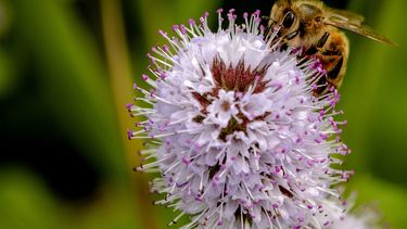 'Planten tuincentra bevatten bijen- en landbouwgif' en gif