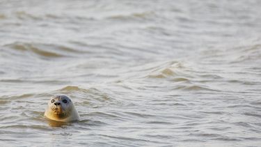 Onderzoek gestart naar mysterieuze sterfte zeehonden