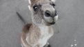 Wallaby's liepen los in Amsterdam en Epe