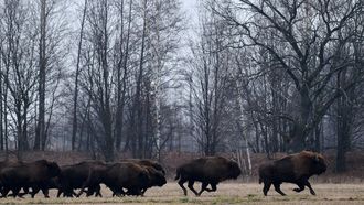 Twaalf vrijwilligers mogen op bizon gaan jagen in de Grand Canyon
