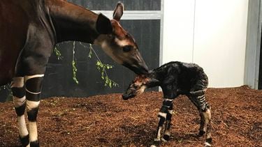 Op de foto de okapi en zijn moeder