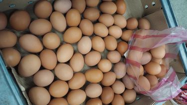 Eieren bevatten nog steeds het giftige fipronil