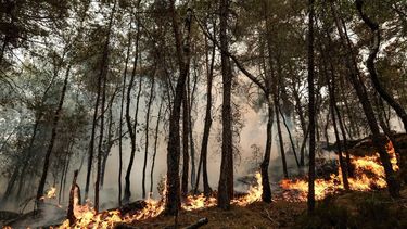 epa13108848 A patch of burned forest as firefighters work to extinguish a fire in the Fontainebleau Forest in Noisy-sur-Ecole, France, 13 July 2026.  EPA/GAUTHIER BEDRIGNANS