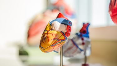 hart vrouw patiënt museum orgaandonatie
