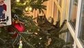 Gezin vindt uil in kerstboom