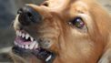 Gevaarlijke honden alleen met muilkorf naar buiten