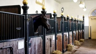 koninklijke stallen paarden