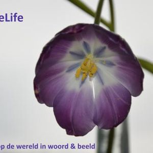 picturelife.nl