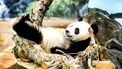 Op deze foto zie je panda Wu Wen de moeder