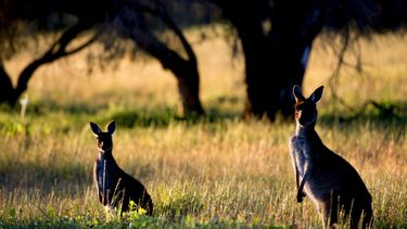 Helikopters droppen wortels voor uitgehongerde kangoeroes