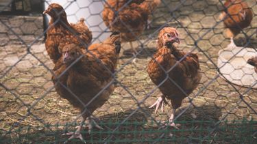 Verwaarloosde kippen aangetroffen in voetbalstadions