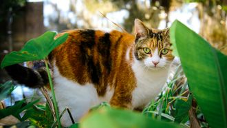 Stelling van de dag: 'Katteneigenaren moeten hun kat binnenhouden'