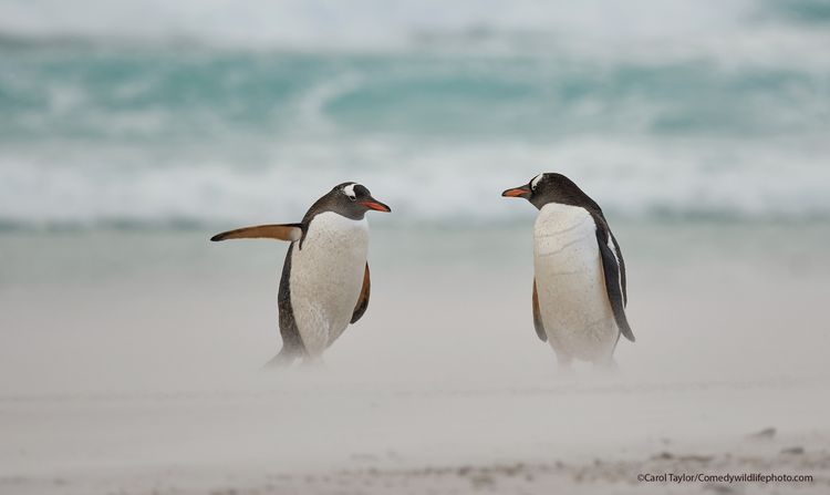 Directing Penguin- The Comedy Wildlife Photography Awards 2021 / Carol Taylor