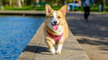 hond verzekering hondenverzekering