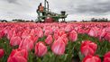 Groot succes: tulpen via tikkie