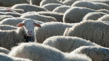 foto's van schapen
