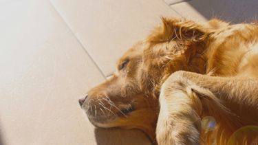 Experts delen de belangrijkste hitte-tips voor huisdieren: zo voorkom je dat je hond of kat oververhit raakt