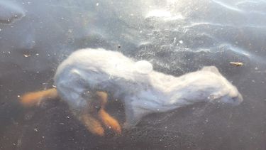 hermelijn onder het ijs vastgevroren foto