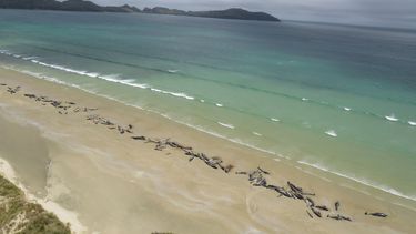 Meer dan honderd walvissen dood in Nieuw-Zeeland