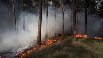 Natuur- en bosbranden door aanhoudende droogte