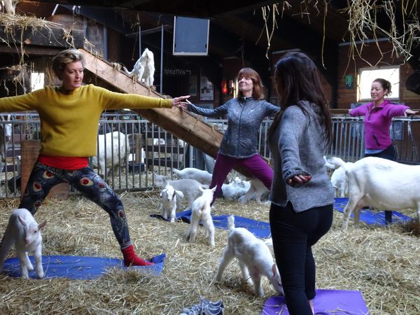 Yoga met geitjes op de geitenboerderij. Foto: Yogalesje.nl
